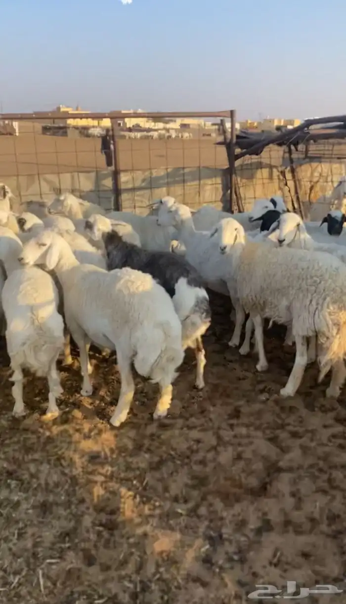 غنم طيبه وفيها غنم صنف 1
