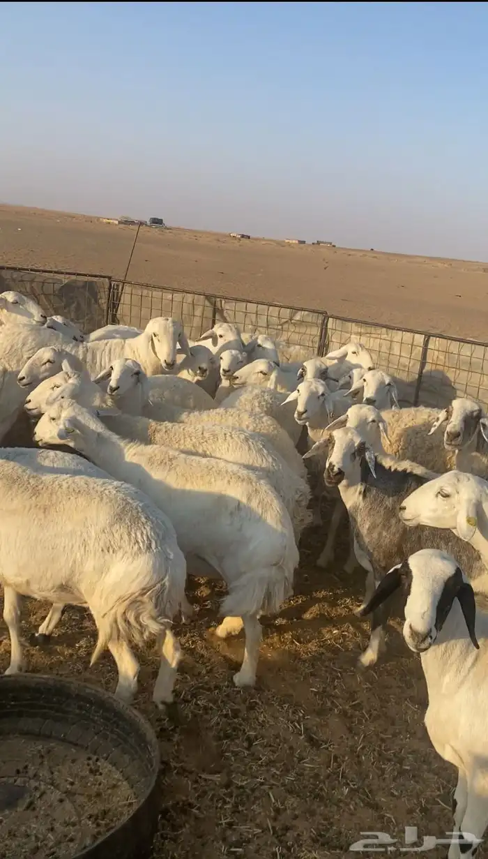 غنم طيبه وفيها غنم صنف 2