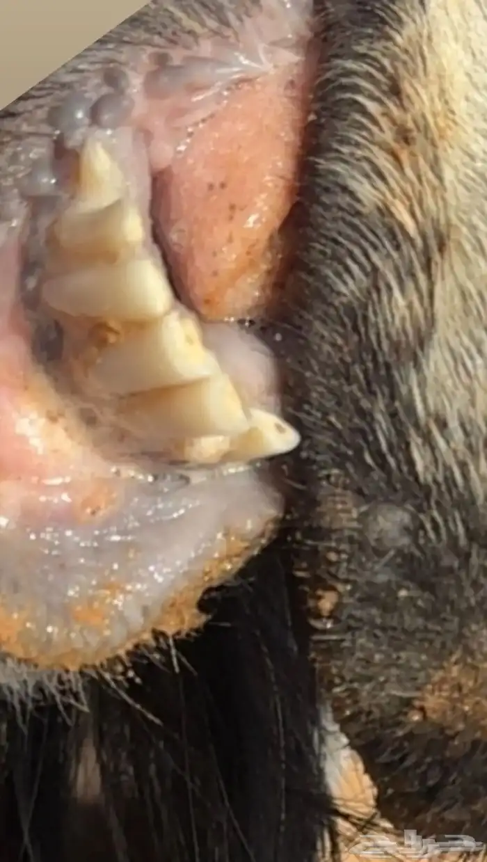 تيس عارضي تام 1