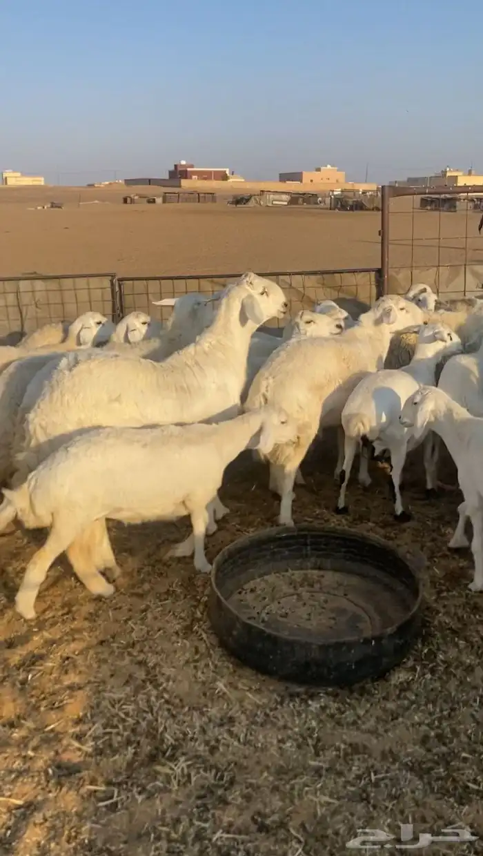 غنم طيبه وفيها غنم صنف 0