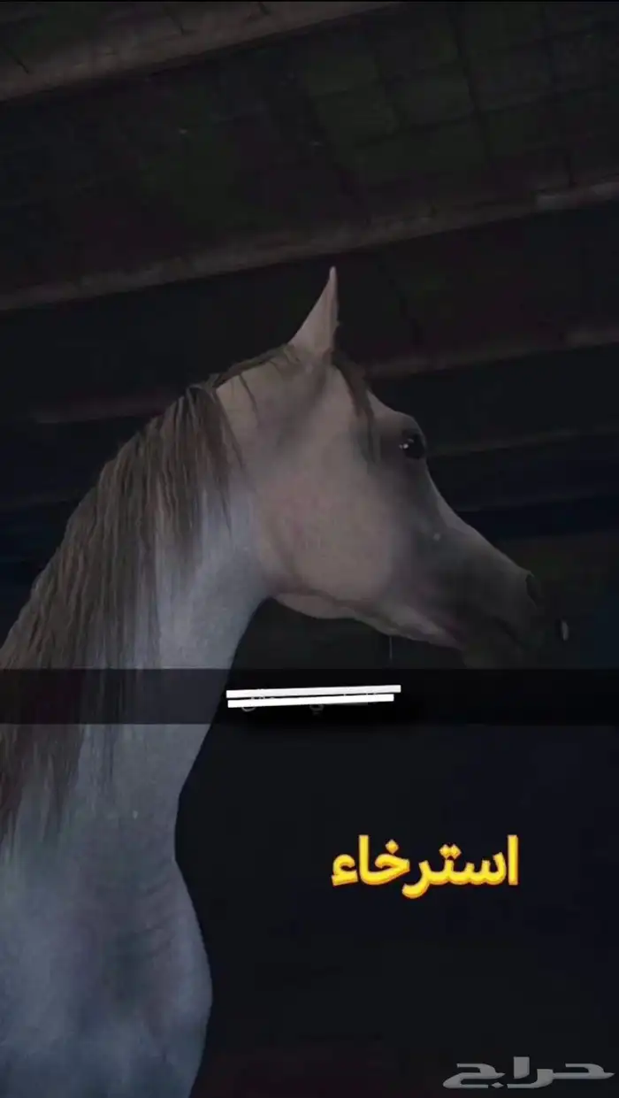خيل عربي 1