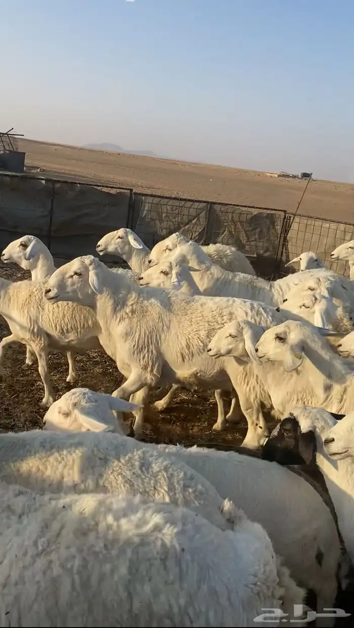 غنم طيبه وفيها غنم صنف 3