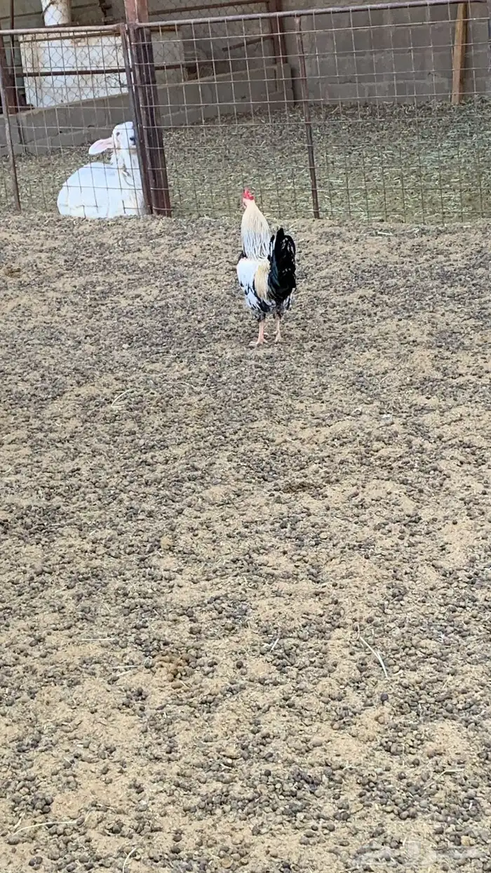 ديك مهجن بكستاني 0