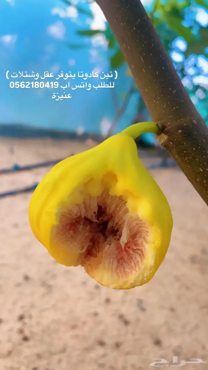 شتلات تين نوادر بنص السعر ( عرض ) 2