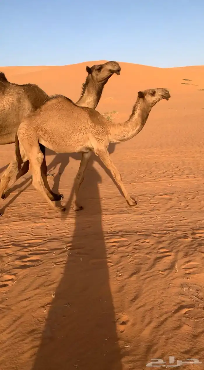 بكره شعلا تماميه كفو 0