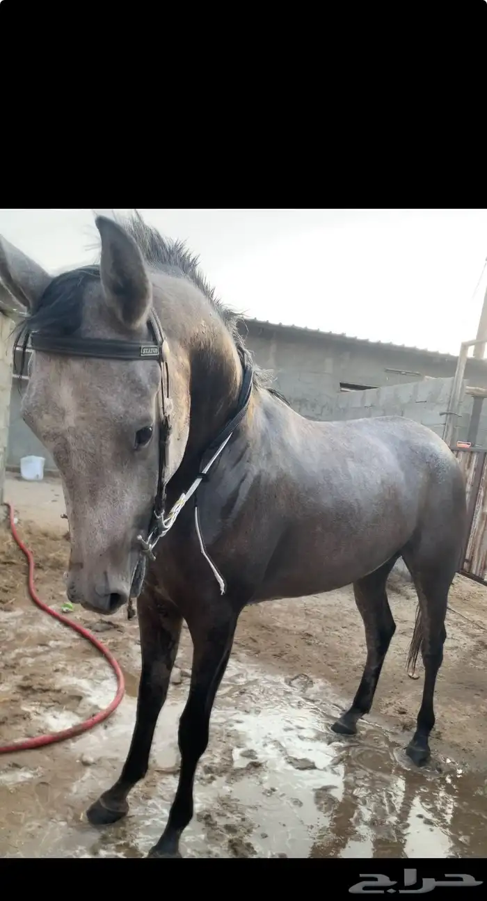 مهره شعبيه كفوو 2