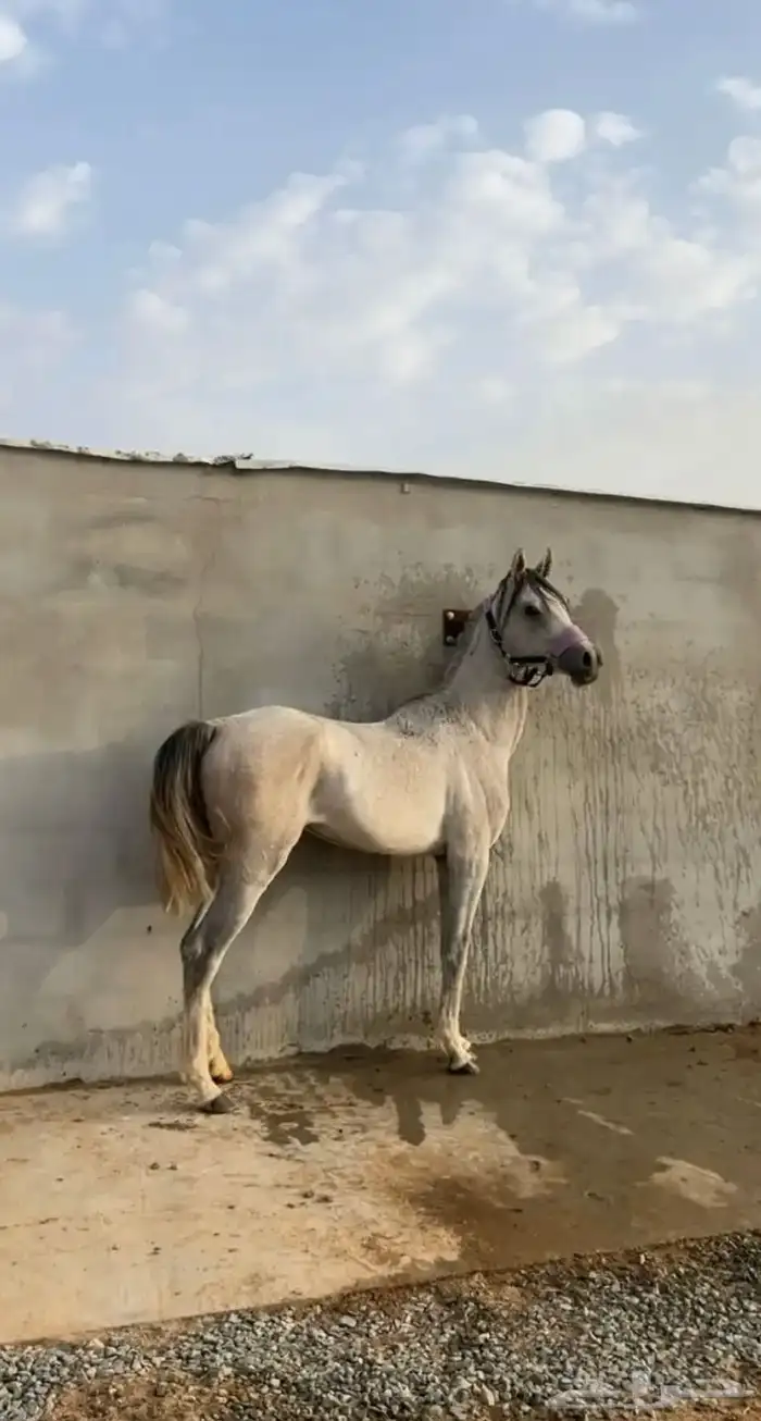 حصان عربي شعبي 4