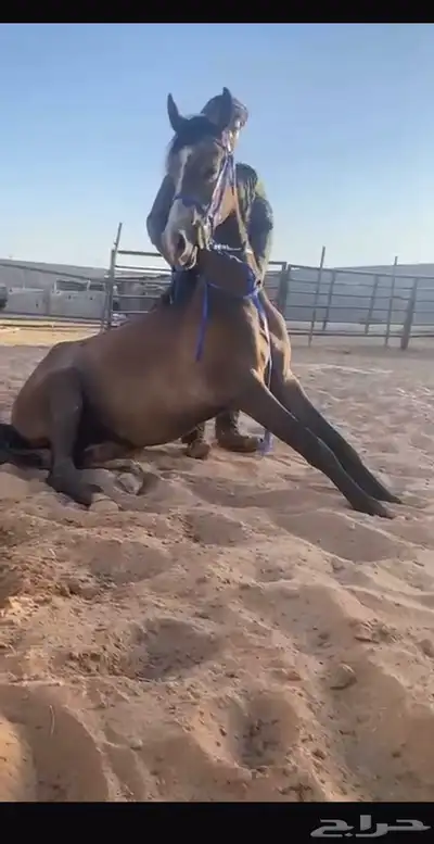 حصان مهر index