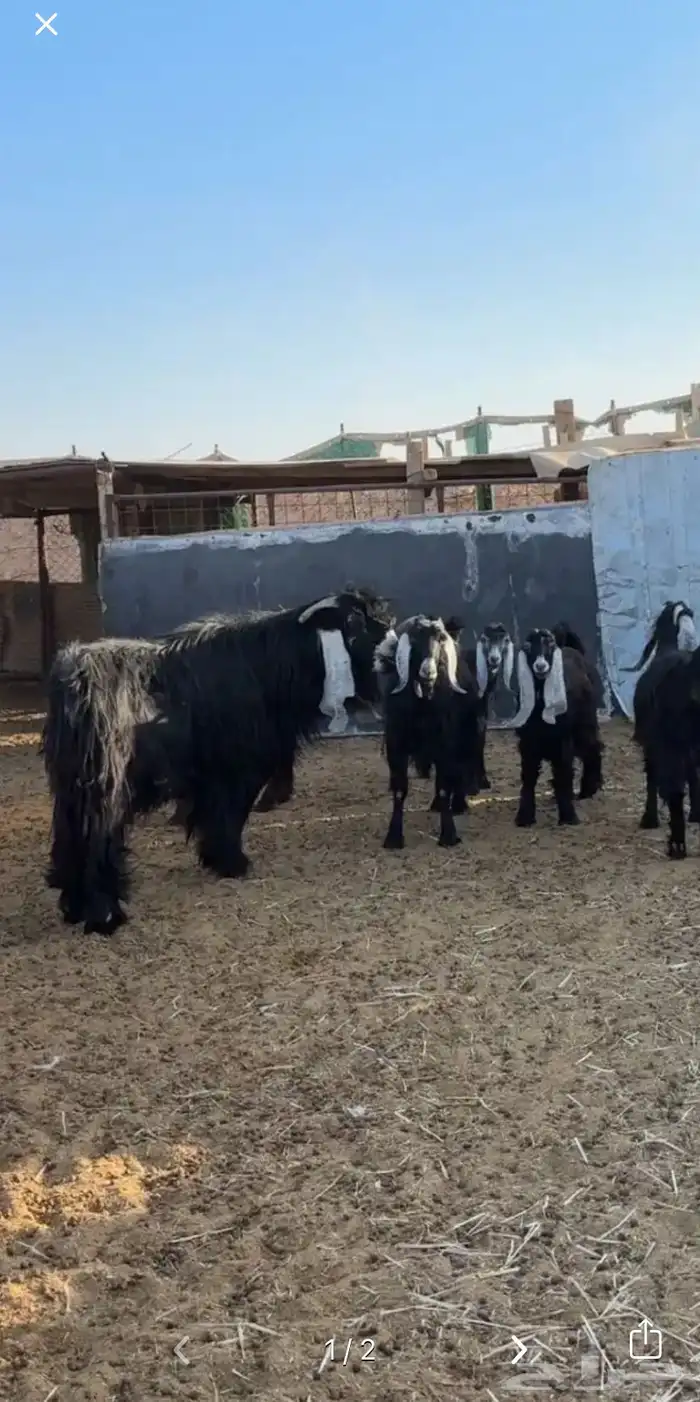 تيس عارضي تام 0