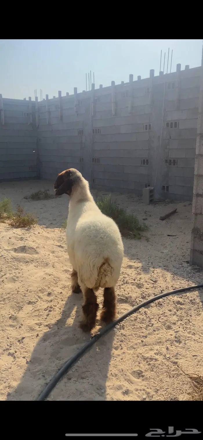 شاه صنف دافع 0