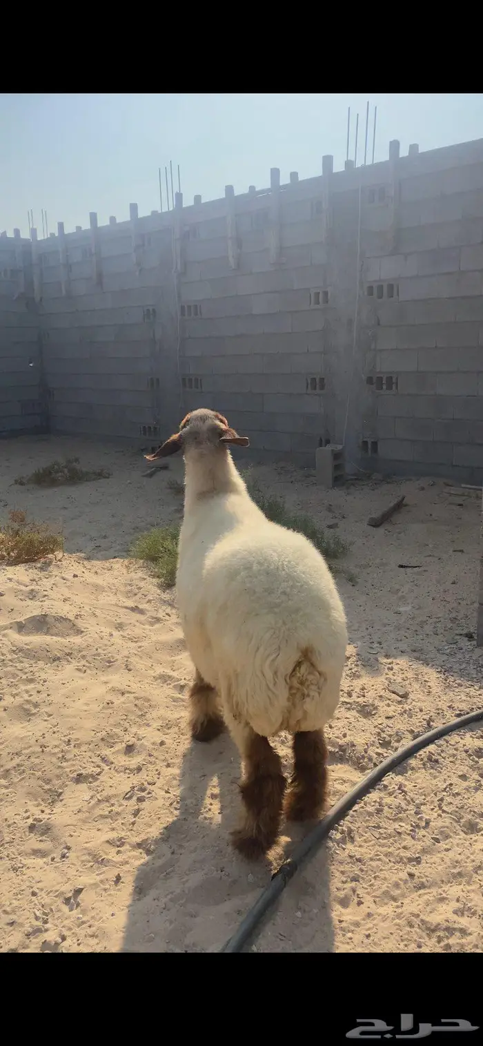 شاه صنف دافع 1