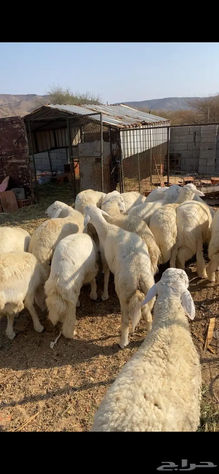 شامية عسفان 4