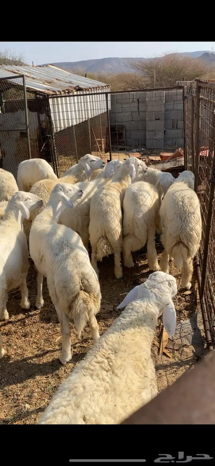 شامية عسفان 5