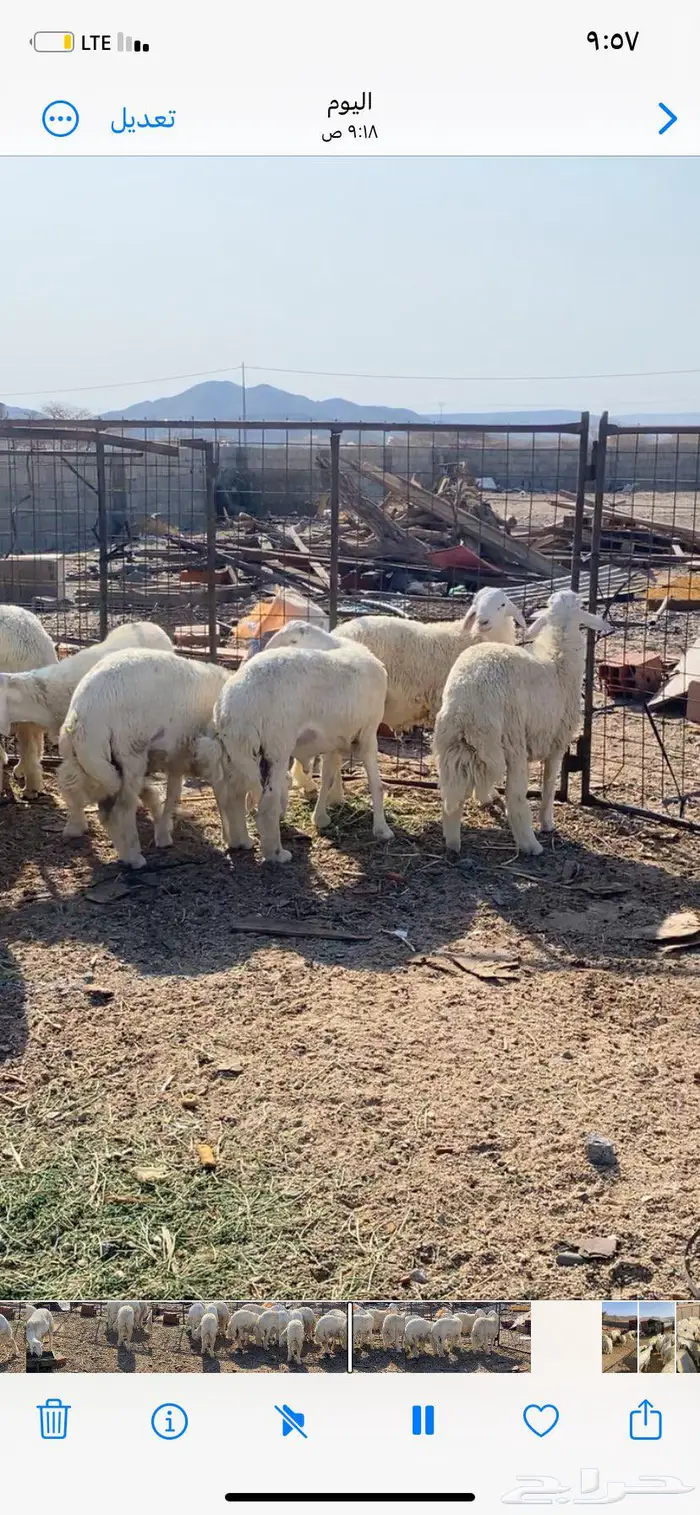 شامية عسفان 3