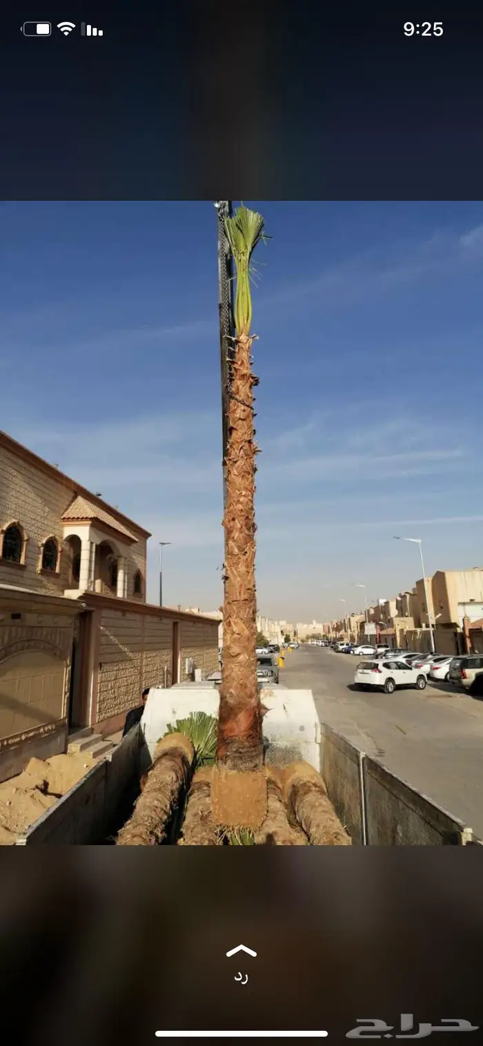 نخل واشنطني 5