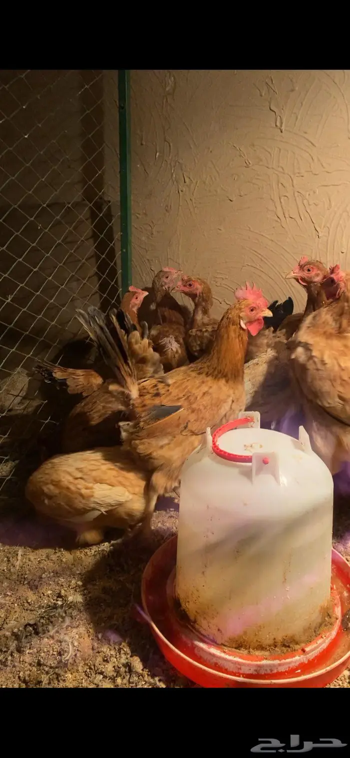 دجاج فرنسي بيور سدير 0