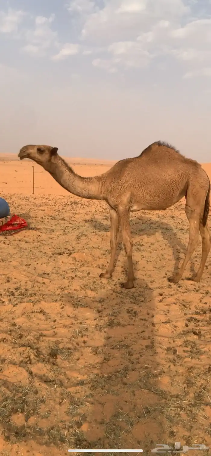 بكره شعلا تماميه كفو 2