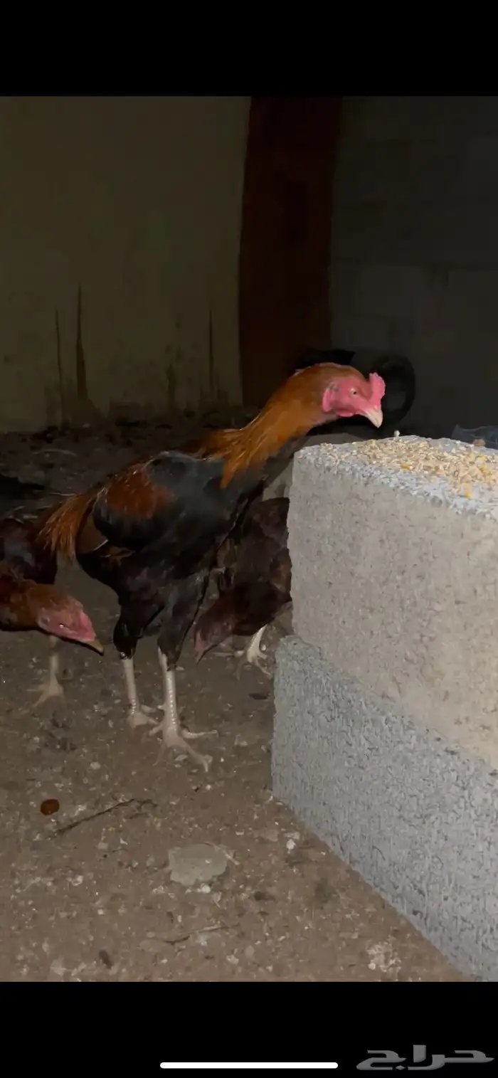 طقم ديك ودجاجة سندي اعمارها 5 شهور ونص تقريبآ 1