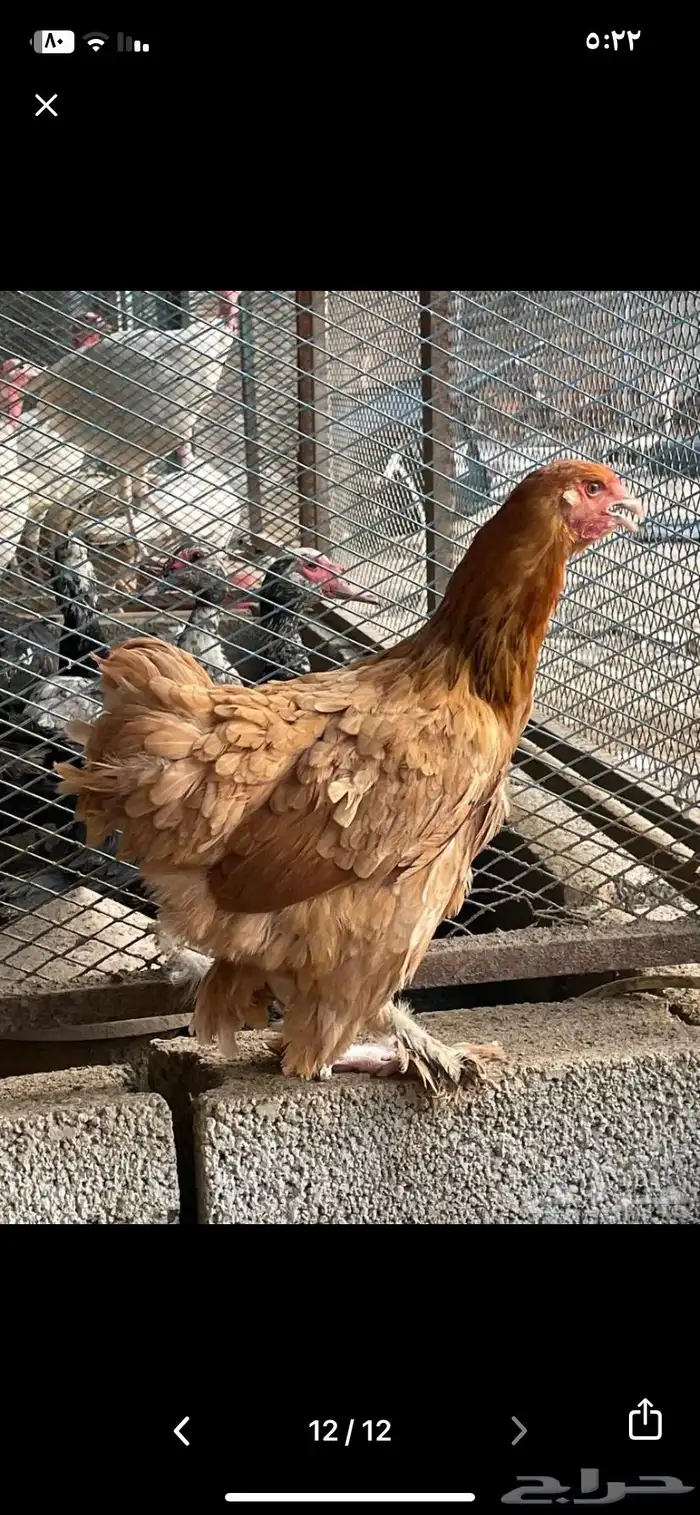 دجاج براهما منتج شرط 1