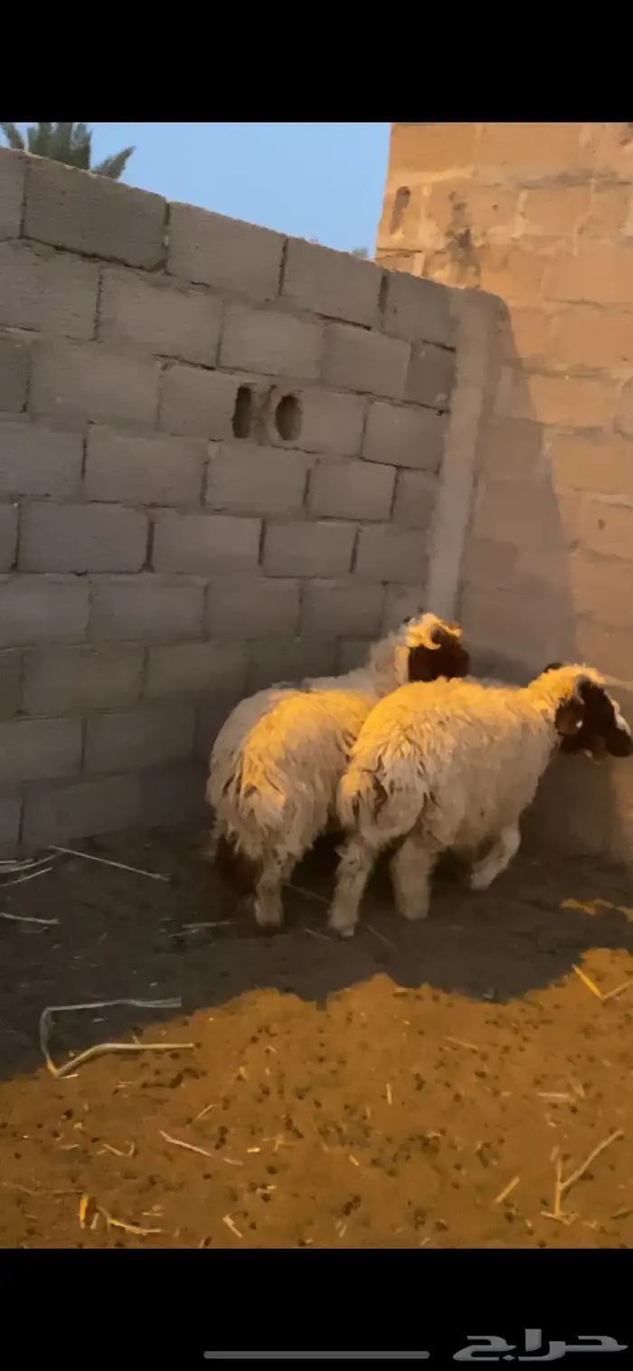 للبيع 3 خرفان هرافي 8