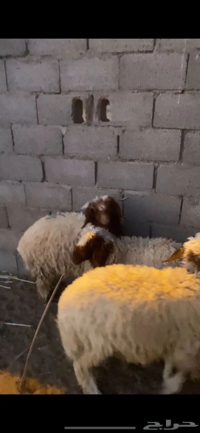 للبيع 3 خرفان هرافي 5