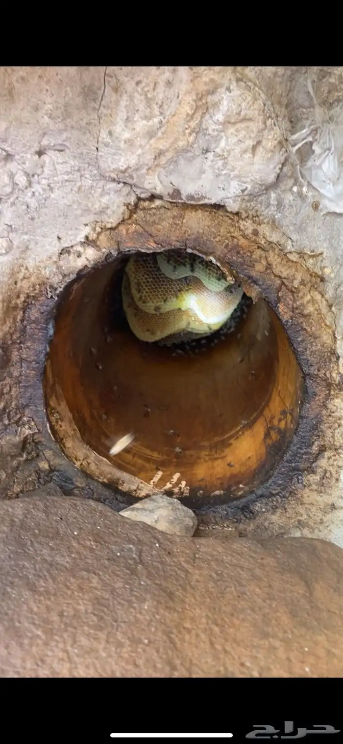 عسل جبلي حر مشروط ذمه وامانه 0