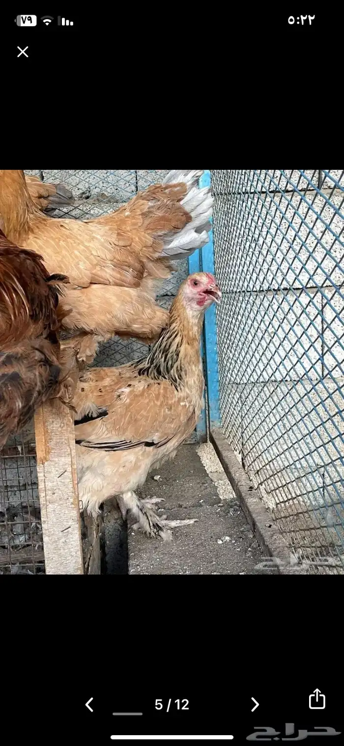 دجاج براهما منتج شرط 4