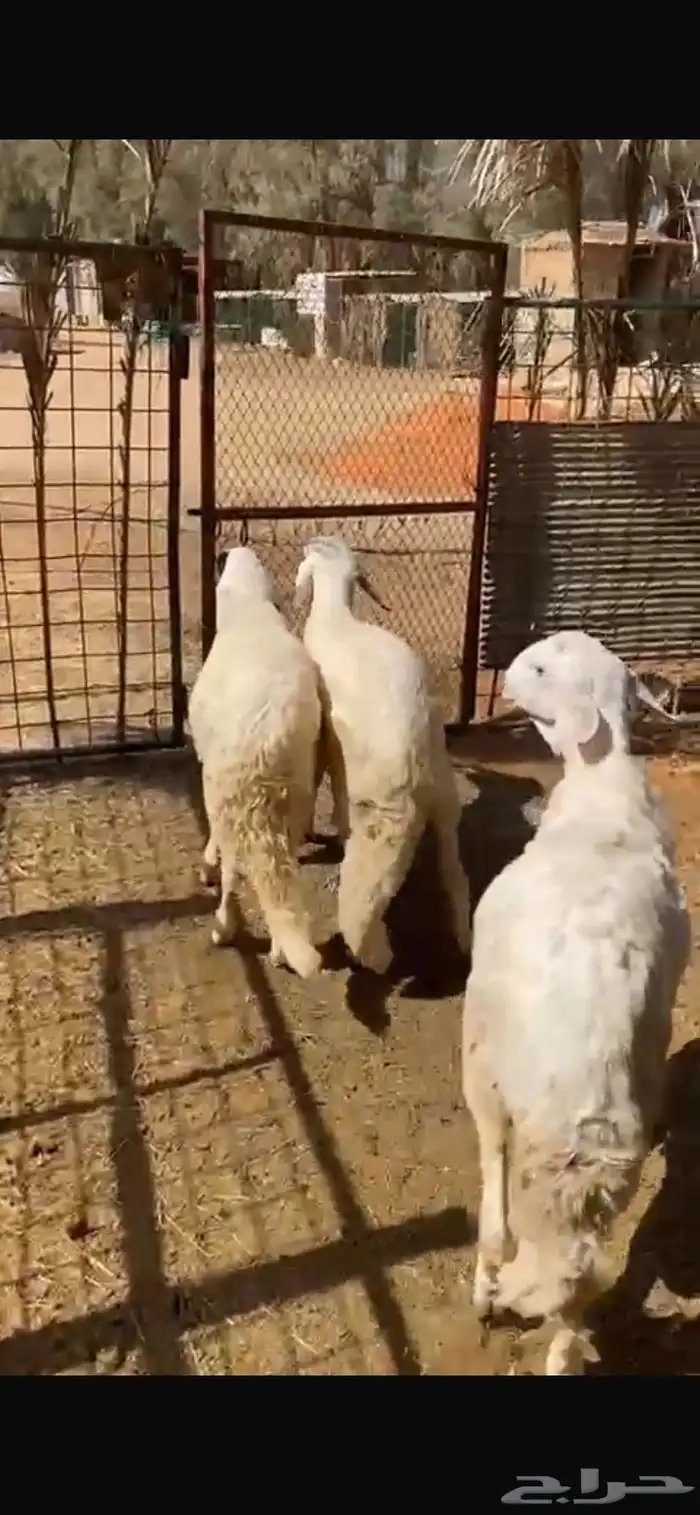 3 خرفان سواكن طيبة ونظيفة للبيع 0
