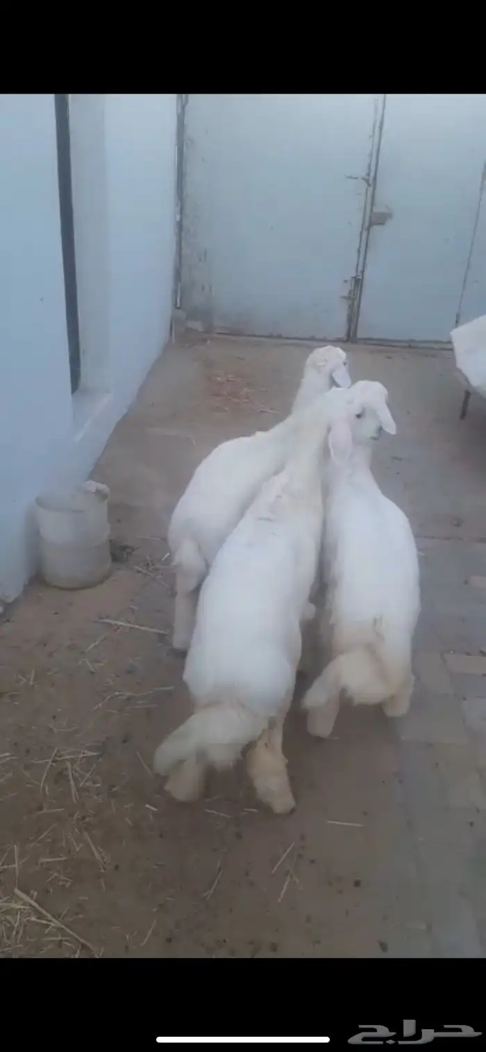 اربع رخال فلل الفل - اعمارها 4 اشهور وعليها 4