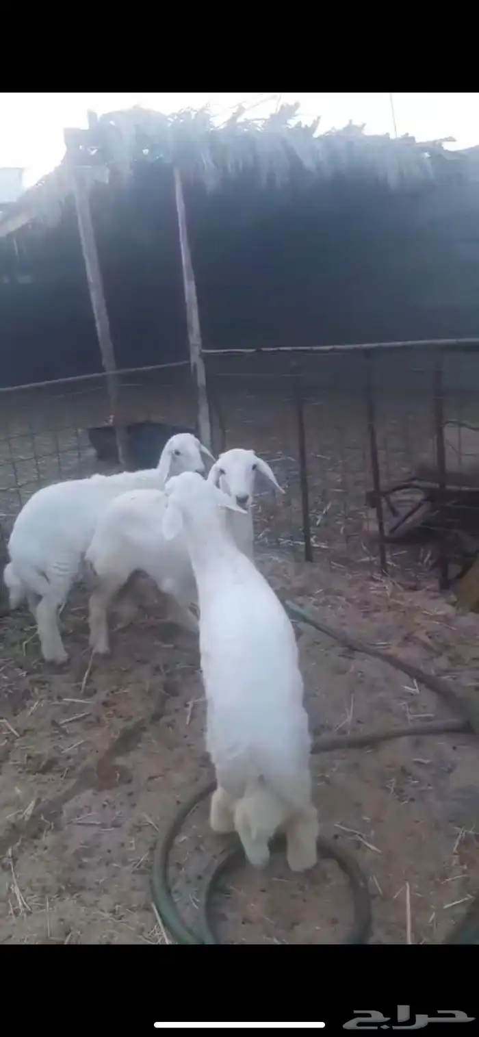 اربع رخال فلل الفل - اعمارها 4 اشهور وعليها 6