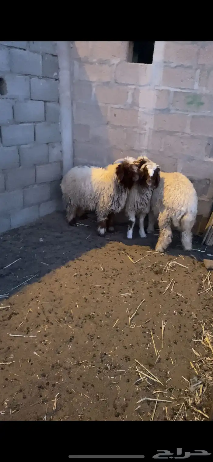 للبيع 3 خرفان هرافي 4