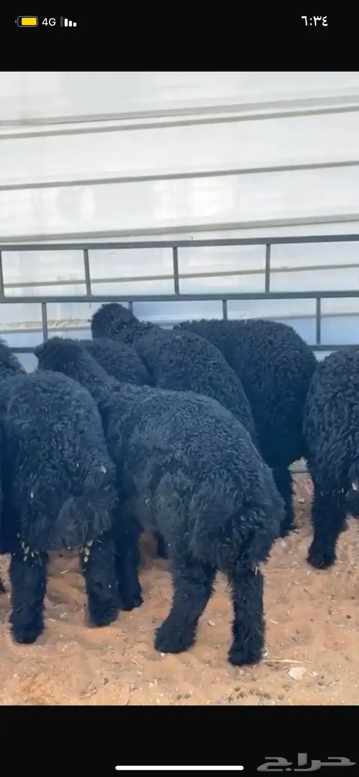 بهم نعيم طيب 0