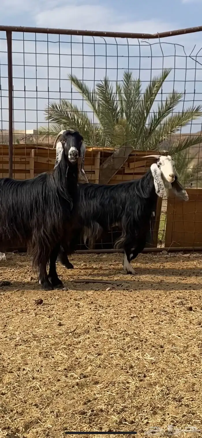 معزا دفيع وضريع ( تم البيع ) 1