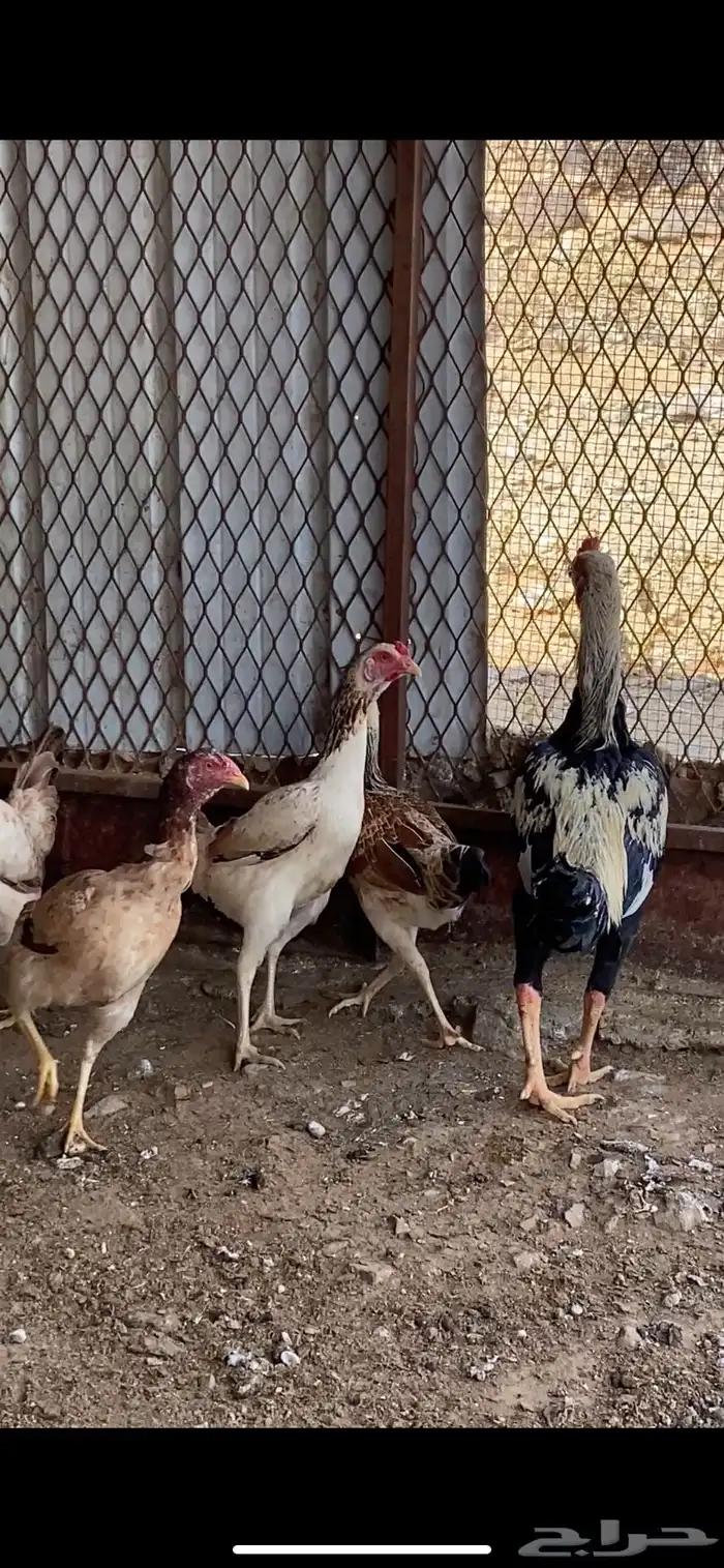 دجاج باكستاني سندي 5