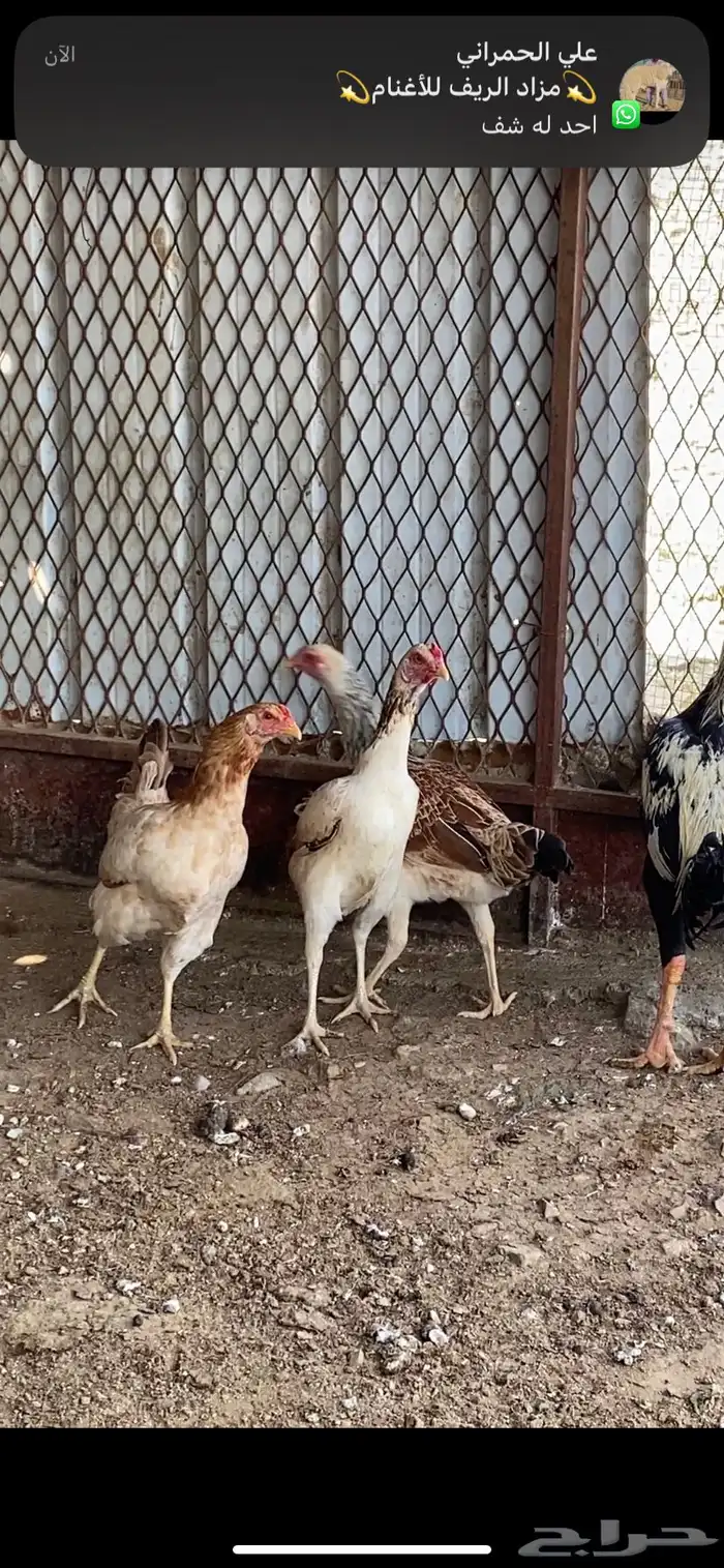 دجاج باكستاني سندي 6