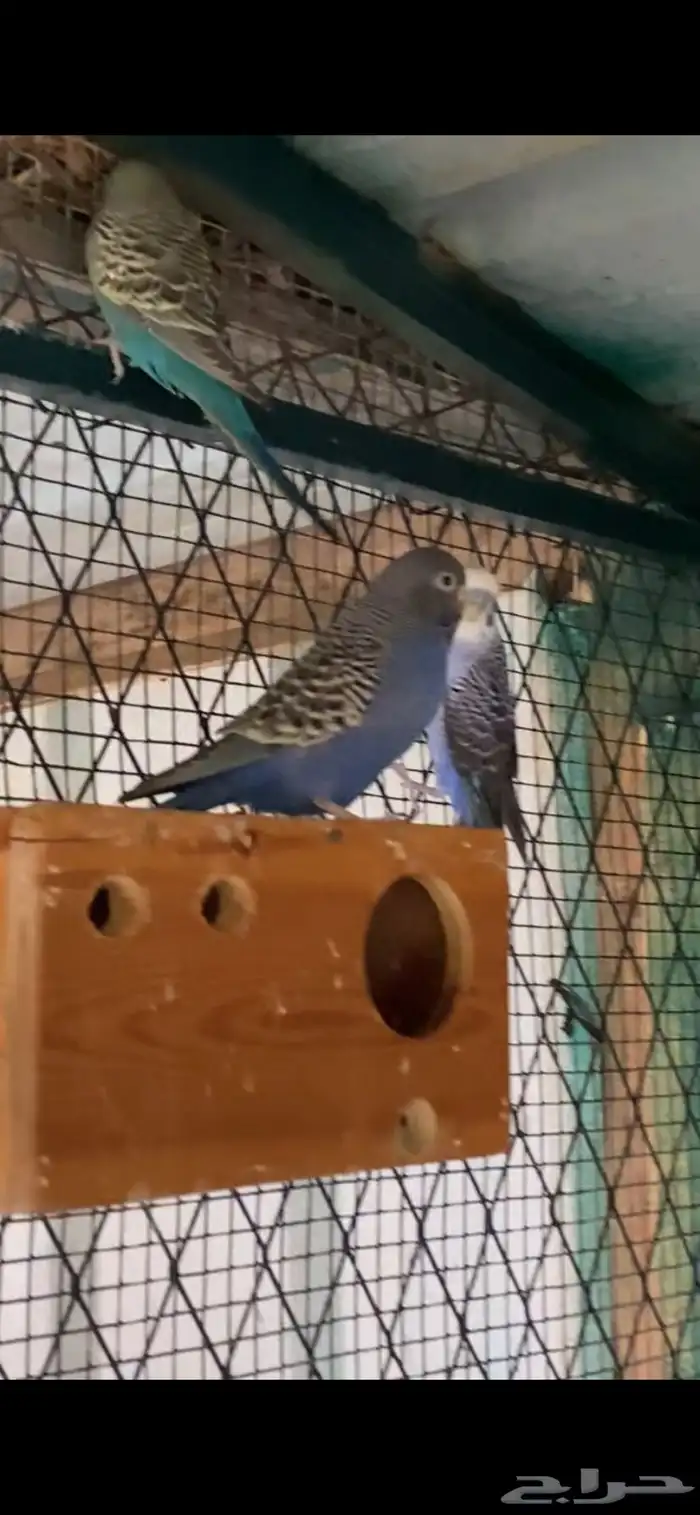 بادجي بلاك وينق 0