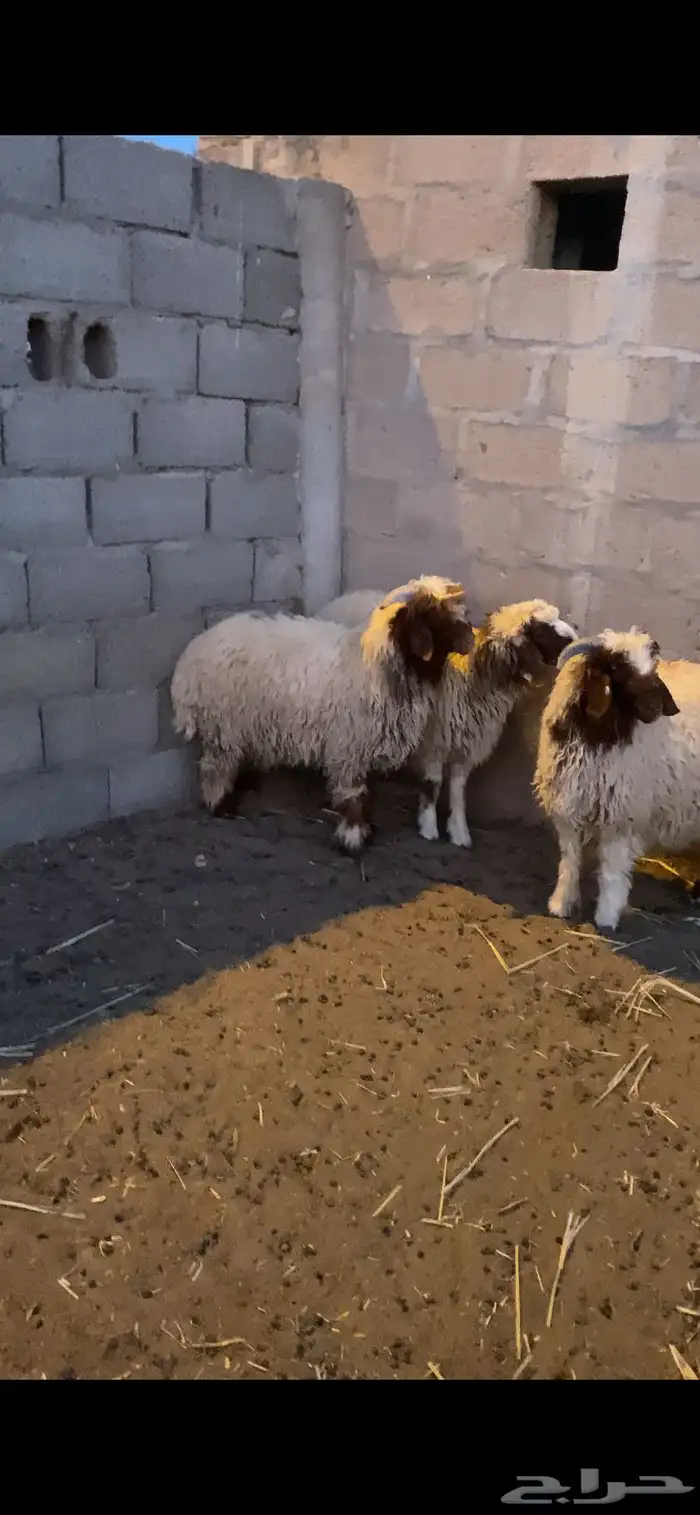 للبيع 3 خرفان هرافي 1