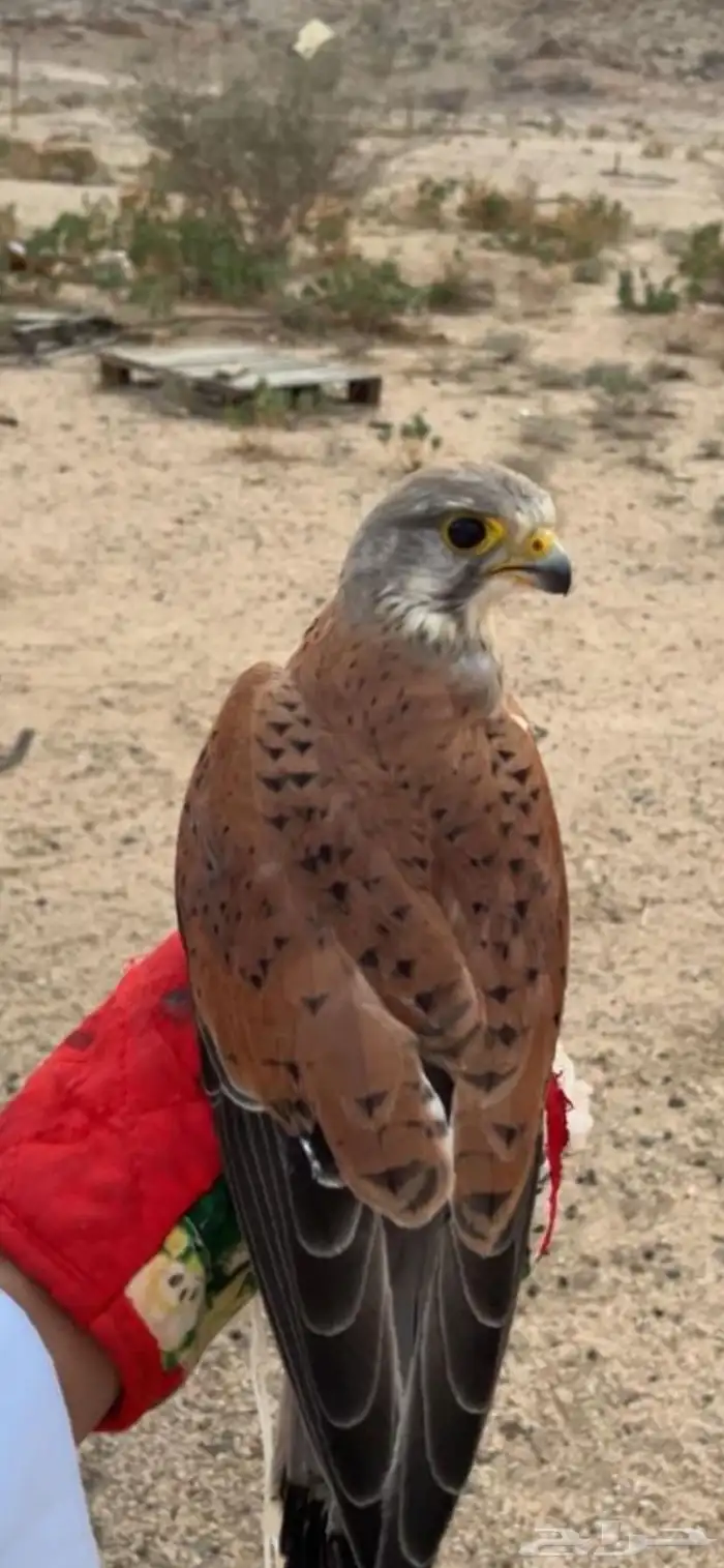 دجاج   الي يخبر لي صقر للبيع يتواصل معي 0