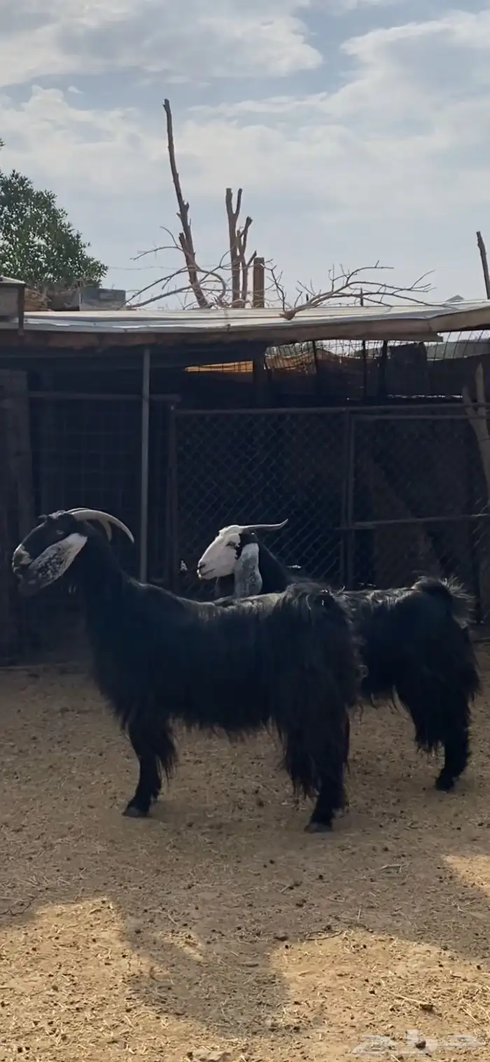 معزا دفيع وضريع ( تم البيع ) 4