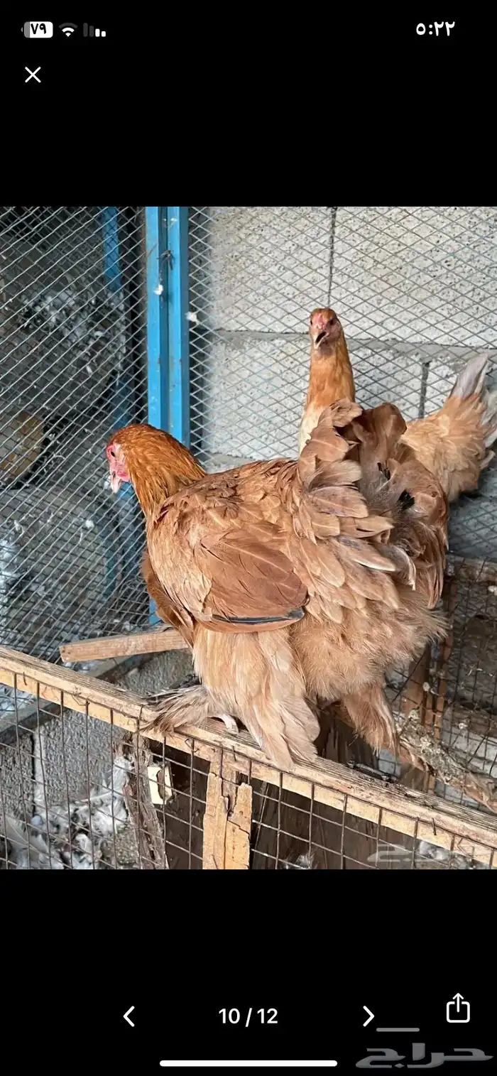 دجاج براهما منتج شرط 6