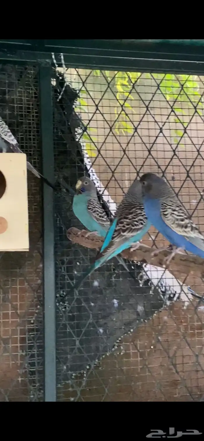 بادجي بلاك وينق 1