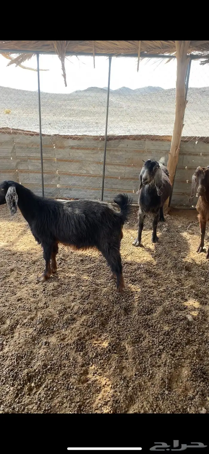 معزا طيبات ماشاءالله تبارك الله 0