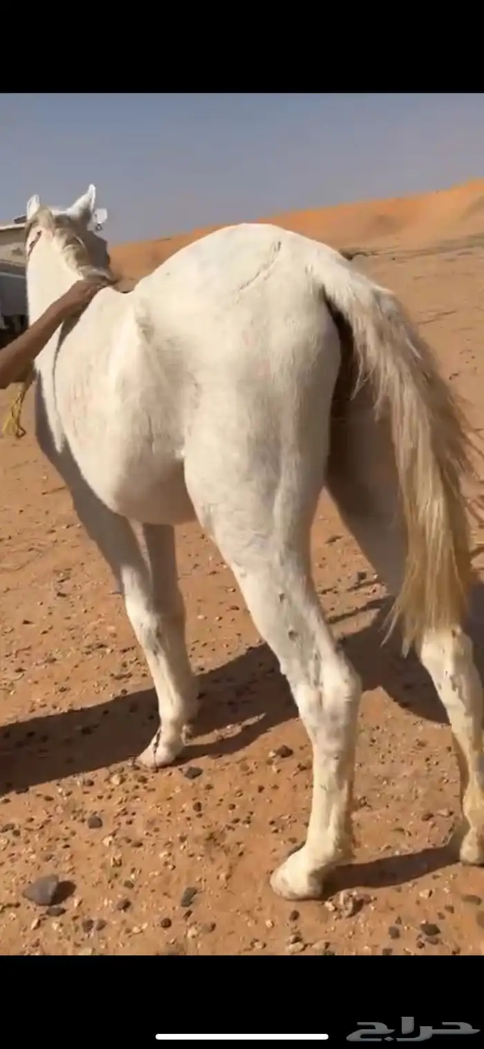 مهره فاخره 2