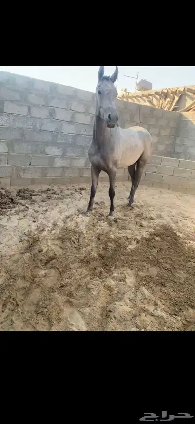 مهره شعبيه كفوو index