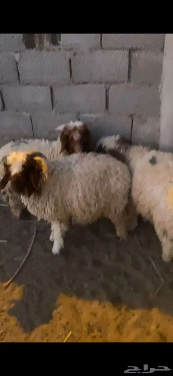 للبيع 3 خرفان هرافي 0