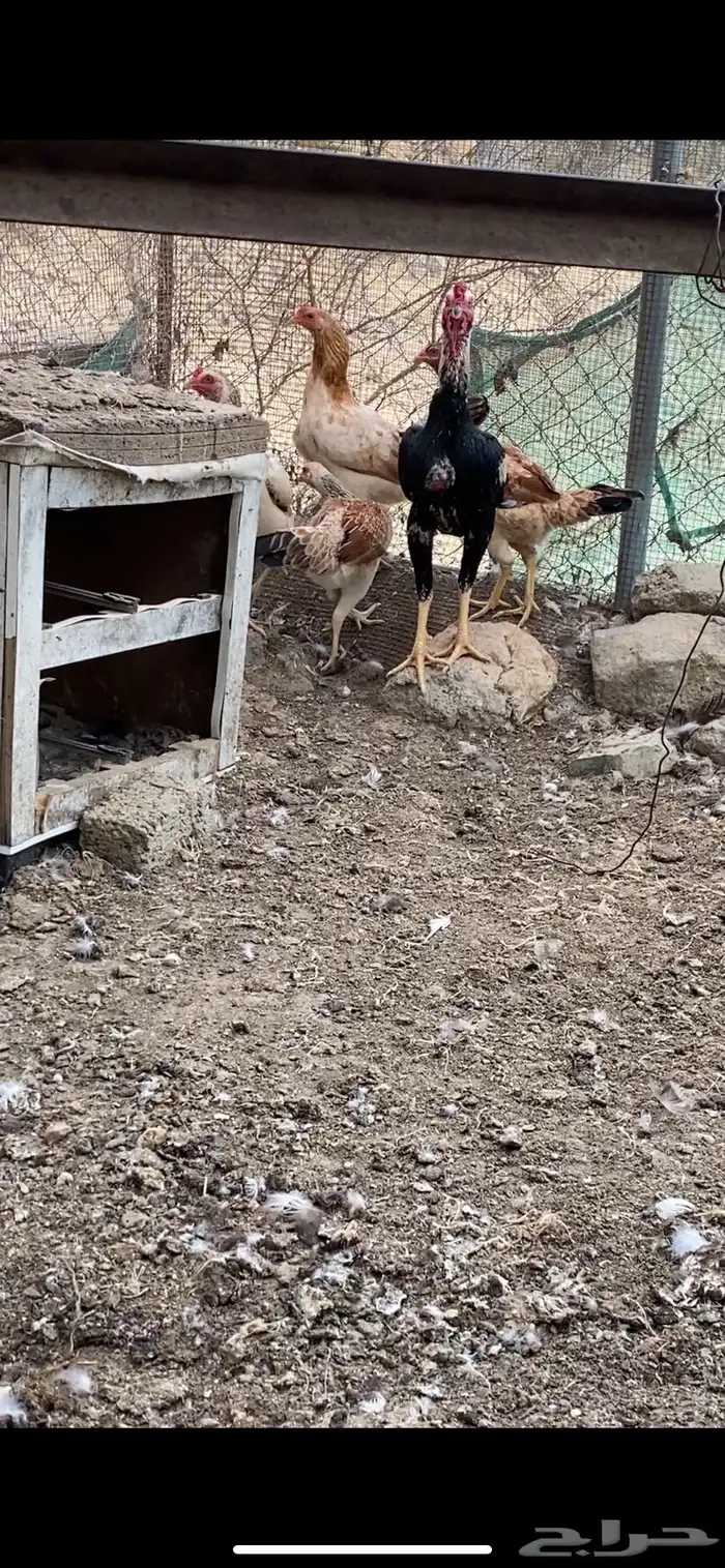 دجاج باكستاني سندي 3