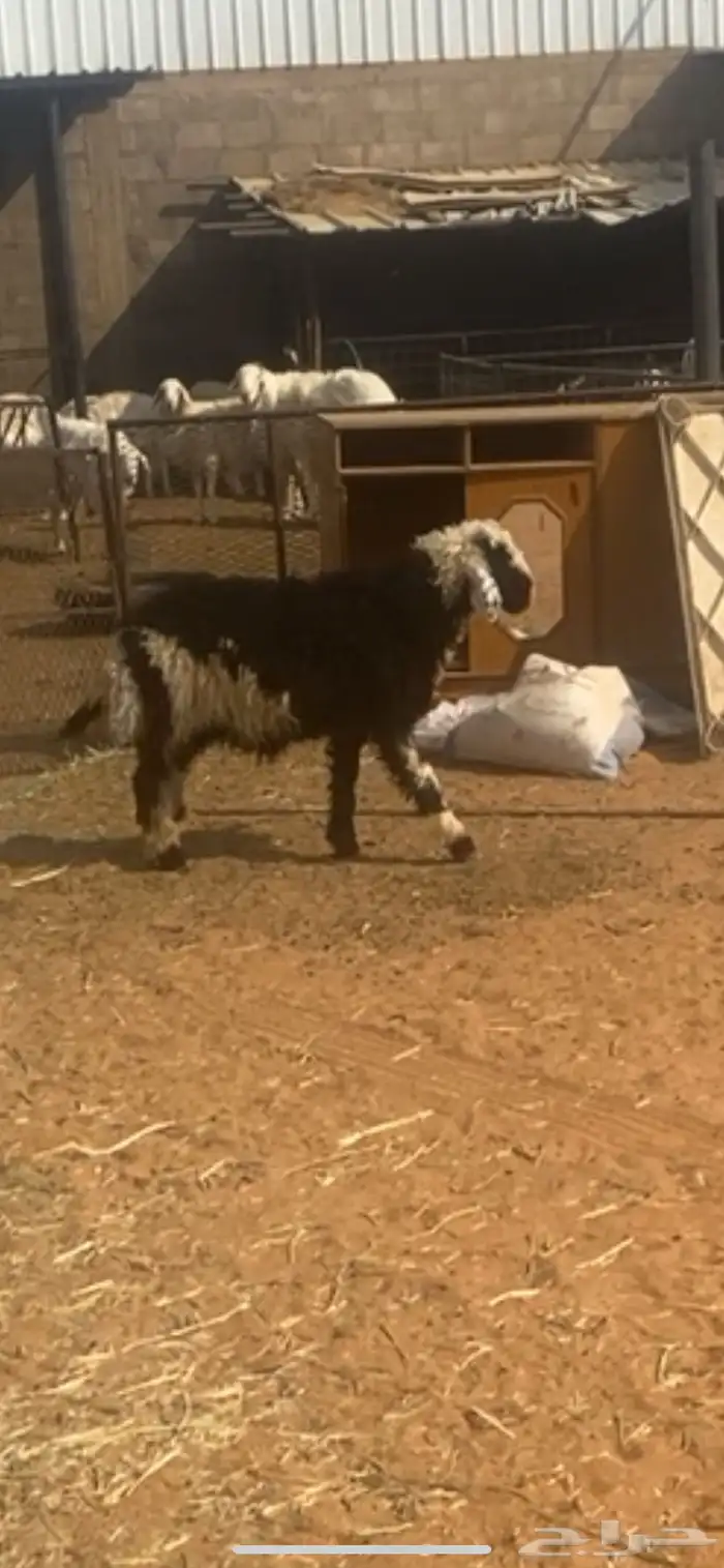 خروف شحم ولحم 0