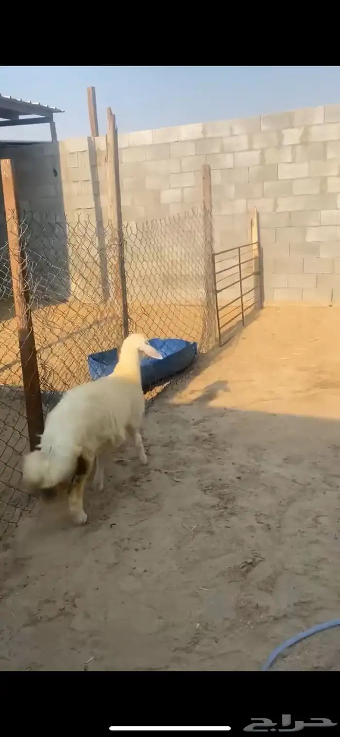 اربع رخال فلل الفل - اعمارها 4 اشهور وعليها 1