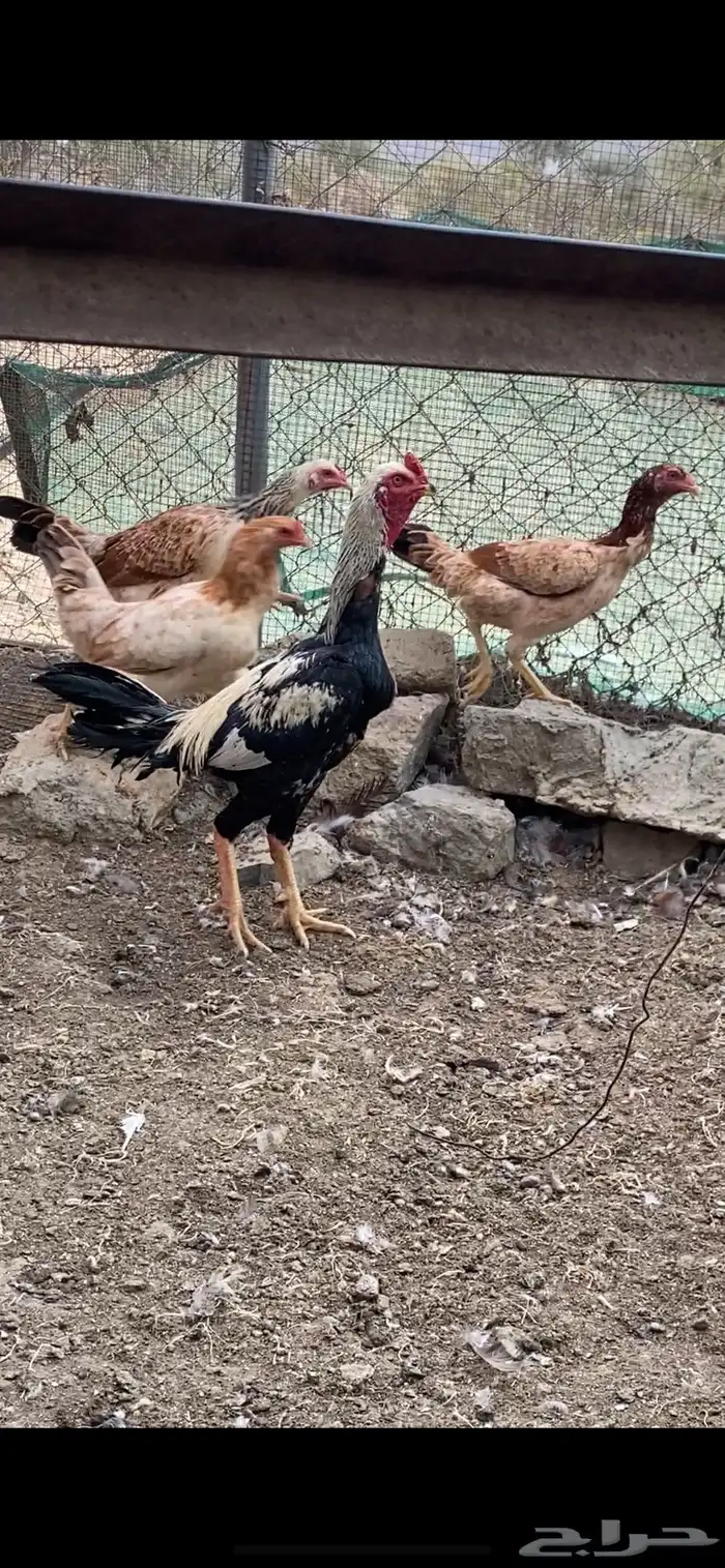 دجاج باكستاني سندي 1