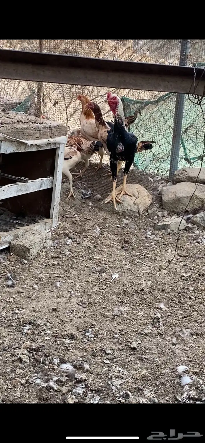 دجاج باكستاني سندي 0